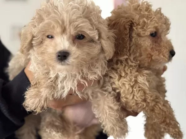 Ankarada Wc Eğitimli Maltipoo Yavrularımız