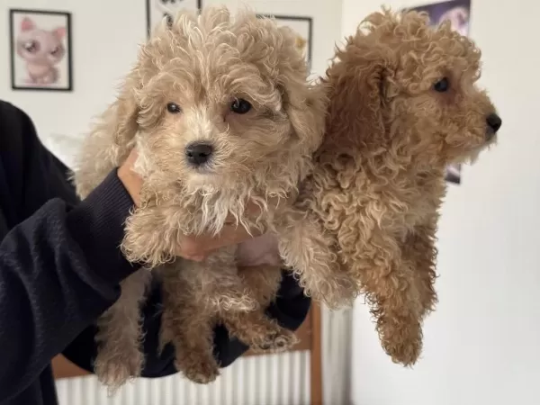Ankarada Wc Eğitimli Maltipoo Yavrularımız