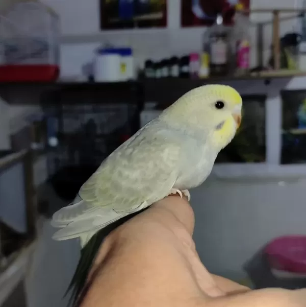Bebek Muhabbet Kuşları