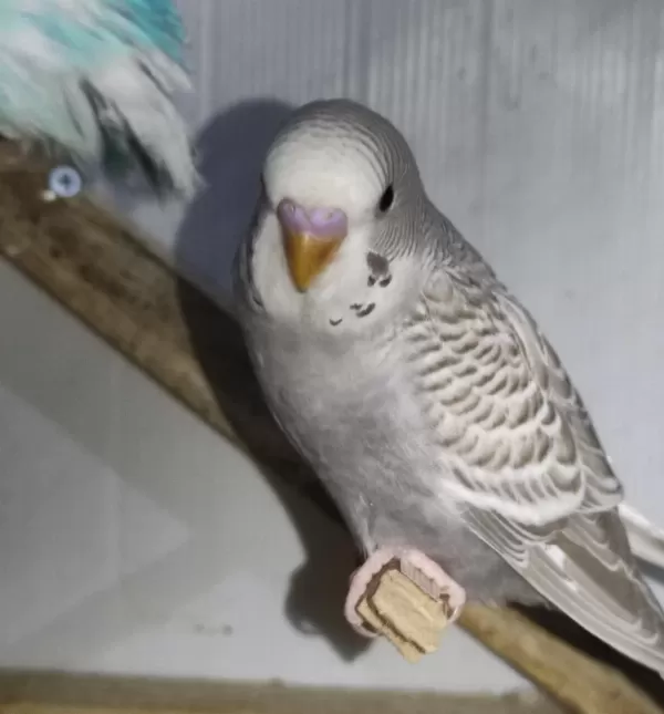 Bebek Muhabbet Kuşları