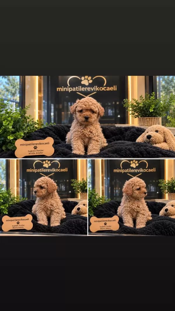 Dünyalar Tatlişi Toy Poodle Yavrumuz