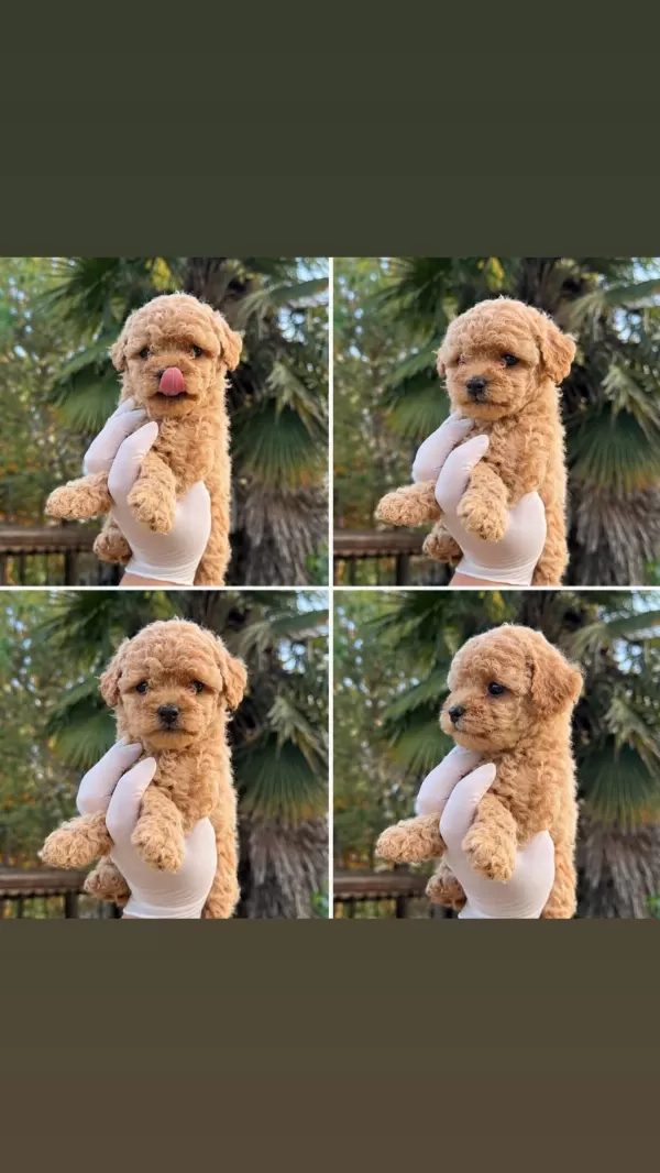 Dünyalar Tatlişi Toy Poodle Yavrumuz