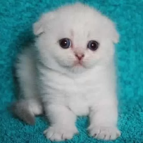Pamuk Gibi Yumuşacık Scottish Fold Bebekler