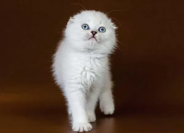 Pamuk Gibi Yumuşacık Scottish Fold Bebekler