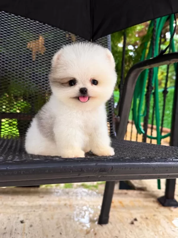 Taecup 2 Adet Dişi Pomeranian