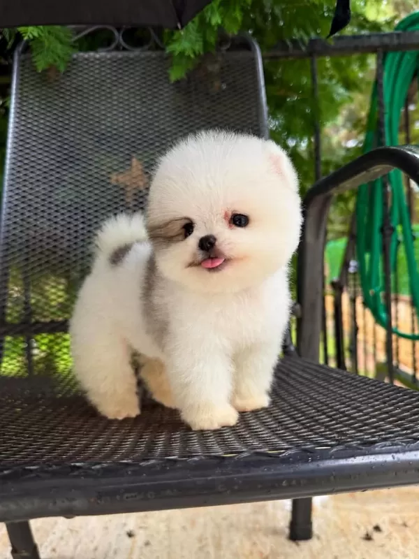 Taecup 2 Adet Dişi Pomeranian