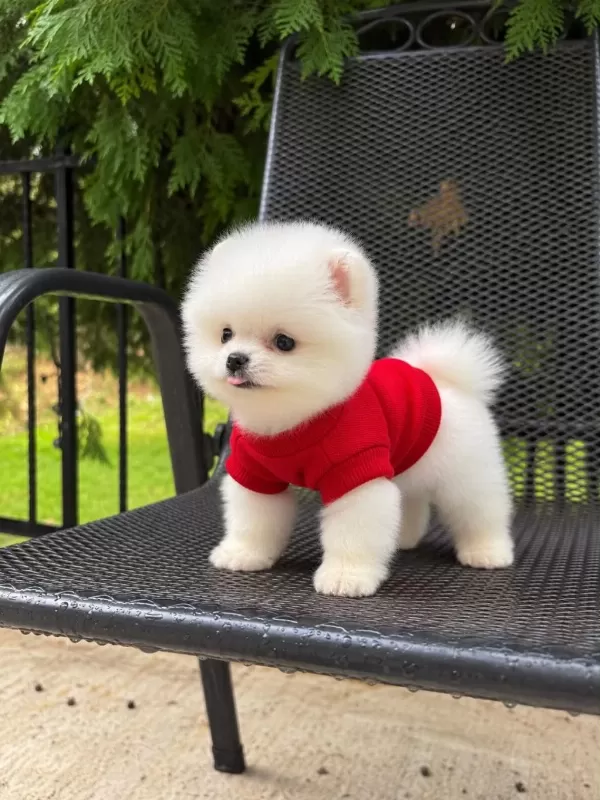 Taecup 2 Adet Dişi Pomeranian