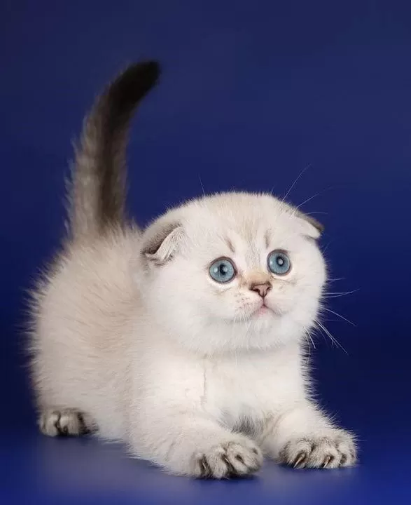 Orijinal Kıvrık Kulak Scottish Fold