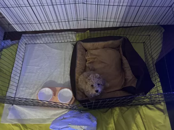 3 Aylık Maltipoo Bebeği