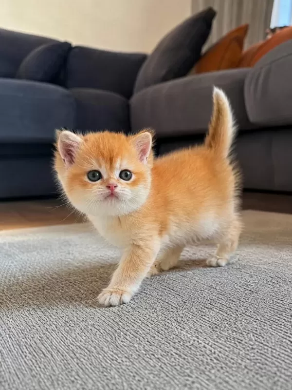 Show Kalite Ny 12 Golden British Shorthair Yavrularımız