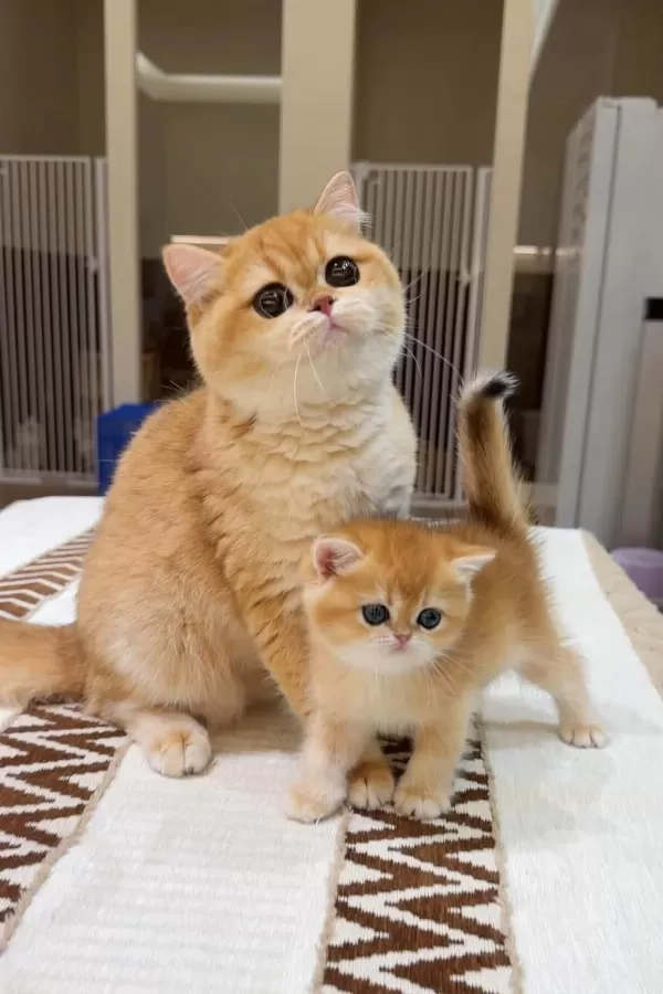 Show Kalite Ny 12 Golden British Shorthair Yavrularımız