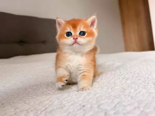 Show Kalite Ny 12 Golden British Shorthair Yavrularımız