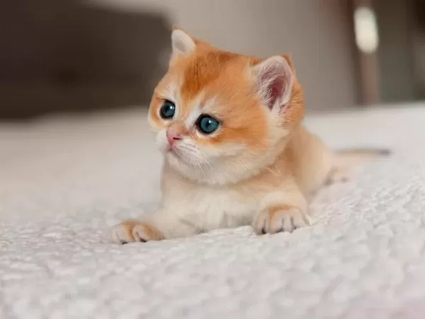 Show Kalite Ny 12 Golden British Shorthair Yavrularımız