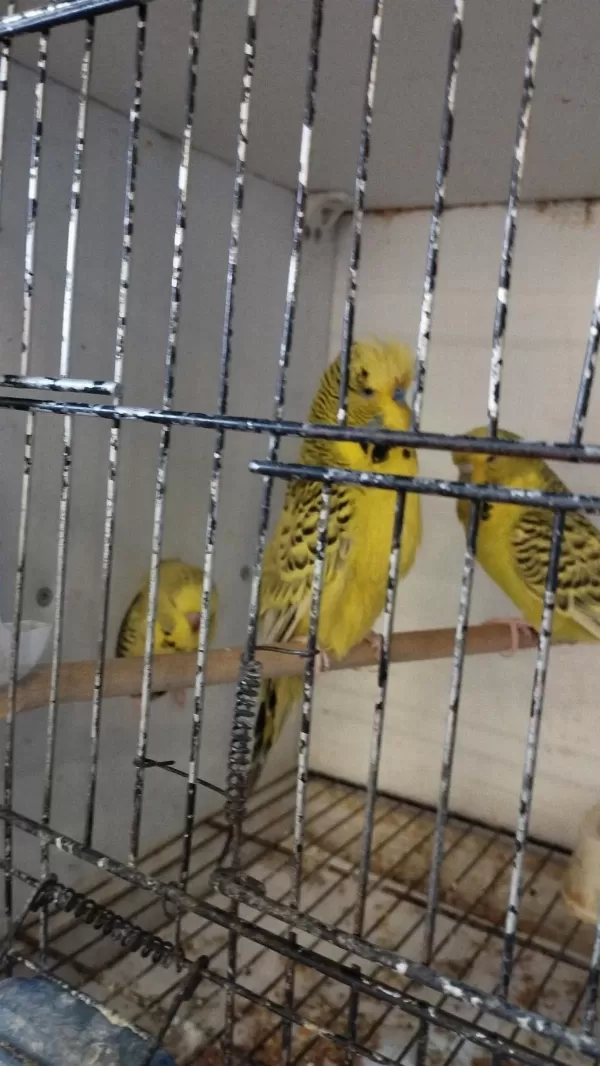 Her Renk Her Çeşit Muhabbet Kuslari