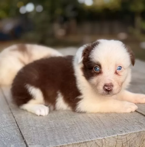 Border Collie A Kalite Yavrularımız