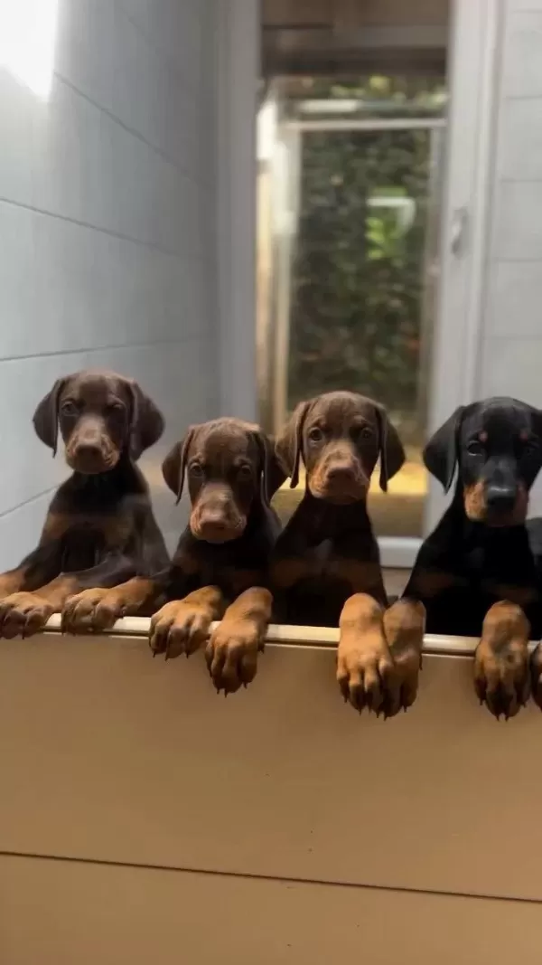 Safkan Dev King Europe Doberman Yavruları Hazır