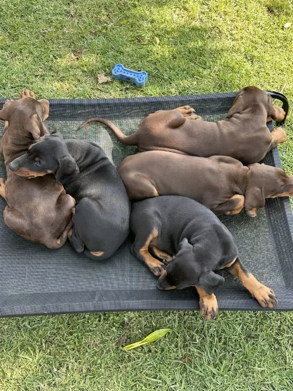 Safkan Dev King Europe Doberman Yavruları Hazır