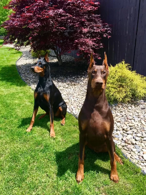 Safkan Dev King Europe Doberman Yavruları Hazır