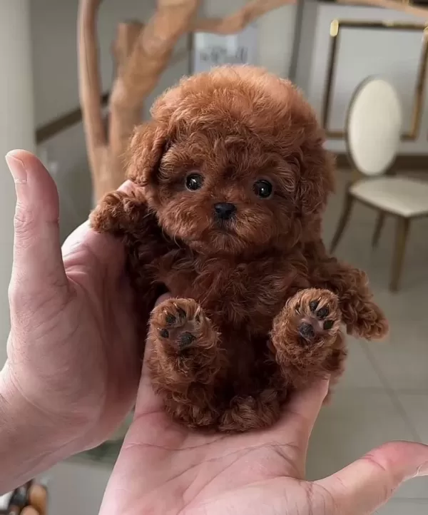 Safkan Mini Red Toy Poodle Yavruları Hazır