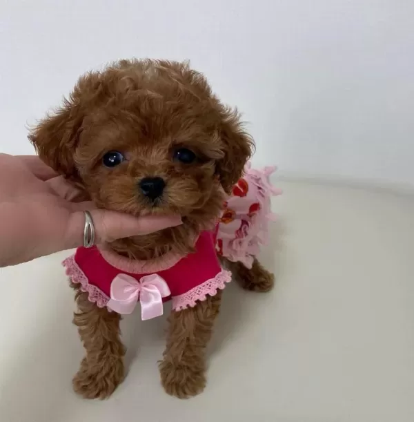 Safkan Mini Red Toy Poodle Yavruları Hazır
