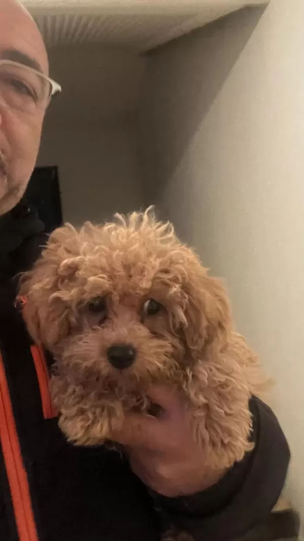 2 Aylık Aşıları Başlanmış Dişi Toy Poodle