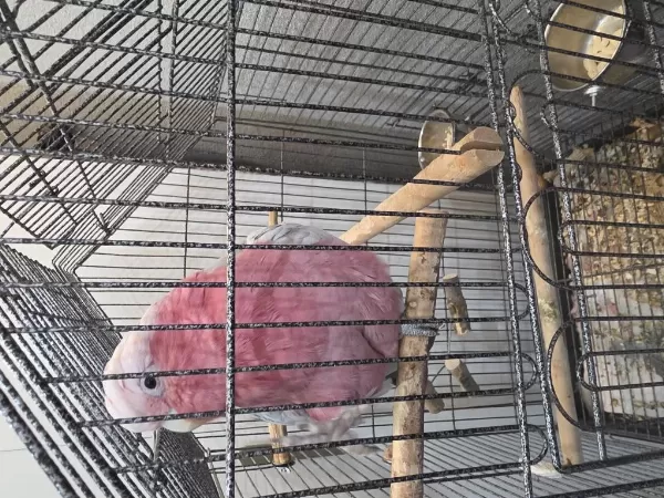 Sağlıklı Gül Kakadu Papağanı