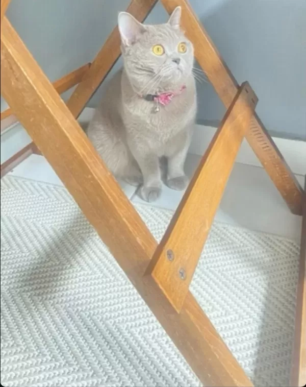 Kedi Sahiplendirmek İstiyorum