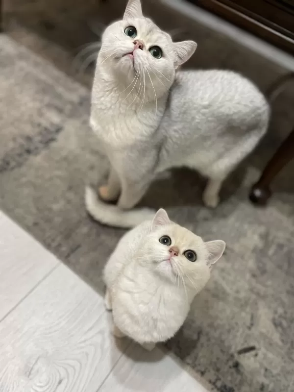 3 Aylık British Shorthair Eşsiz Renk