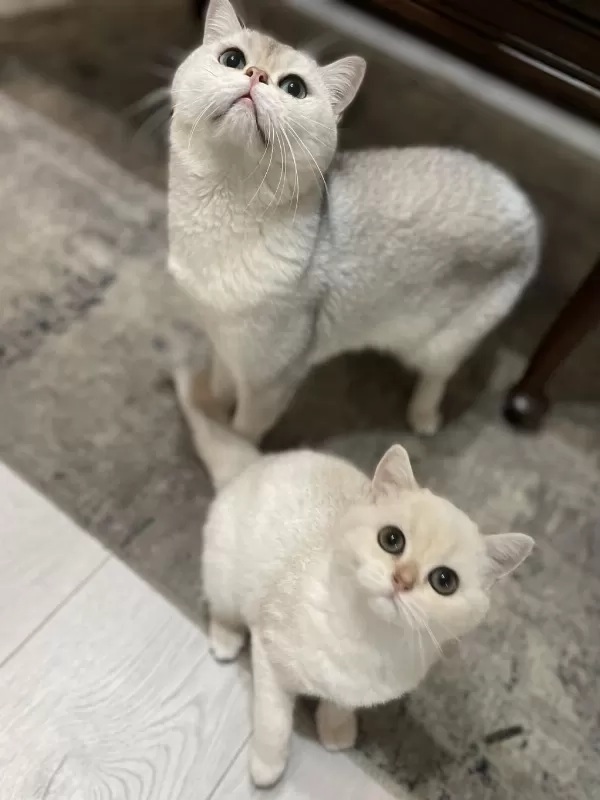 3 Aylık British Shorthair Eşsiz Renk