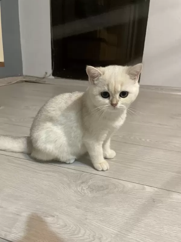 3 Aylık British Shorthair Eşsiz Renk