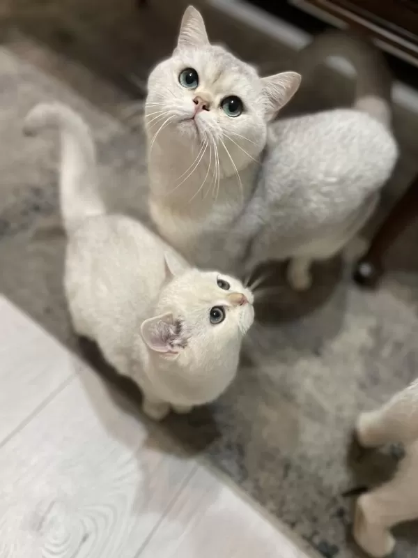 3 Aylık British Shorthair Eşsiz Renk