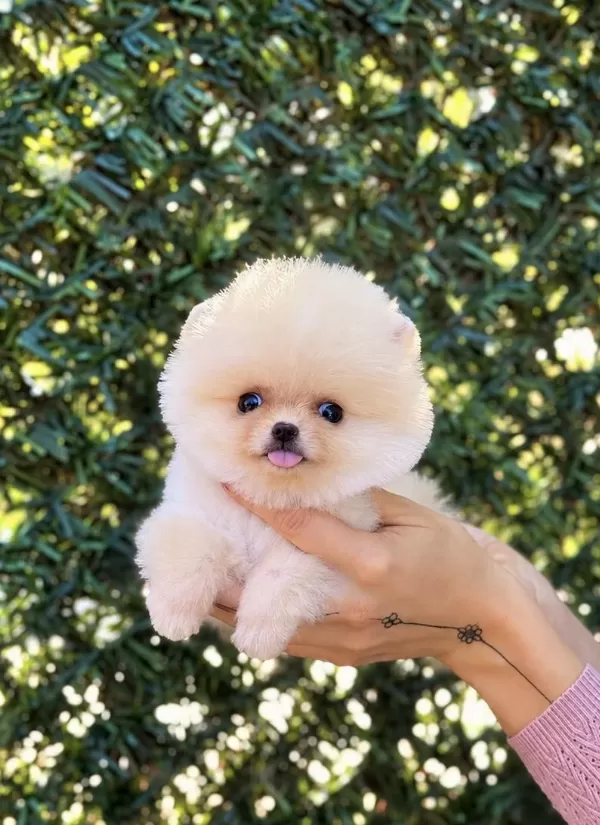 Biblo Erkek Pomeranian Boo