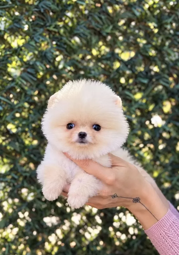 Biblo Erkek Pomeranian Boo