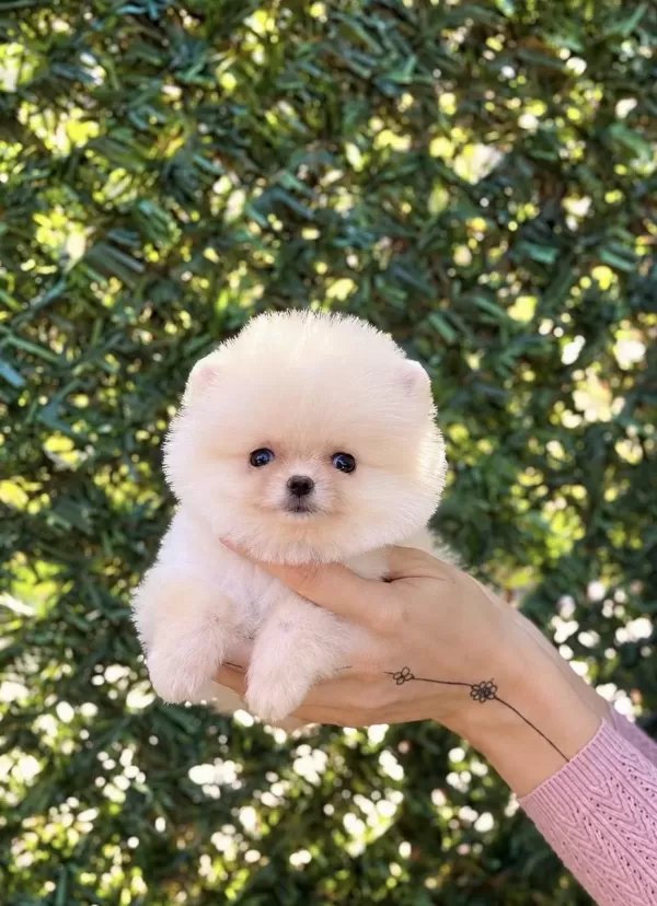 Biblo Erkek Pomeranian Boo
