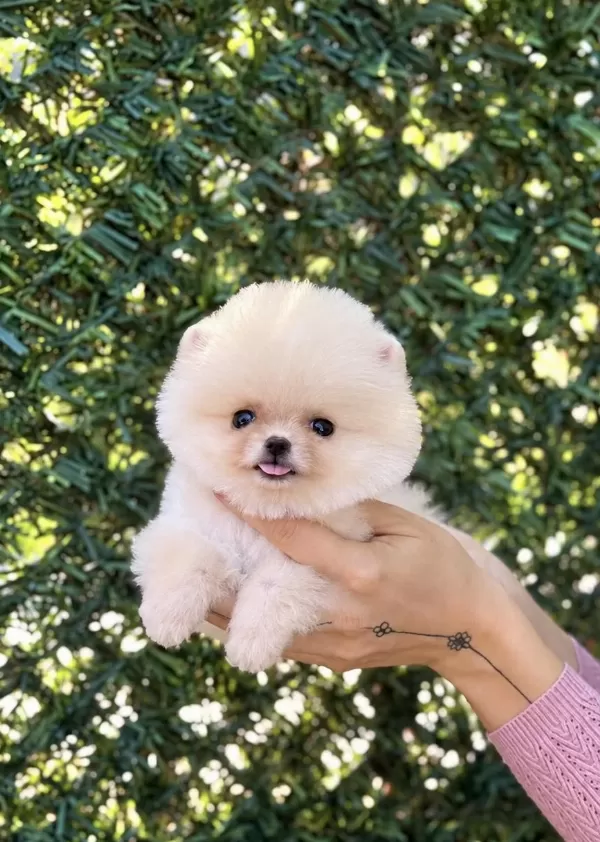 Biblo Erkek Pomeranian Boo