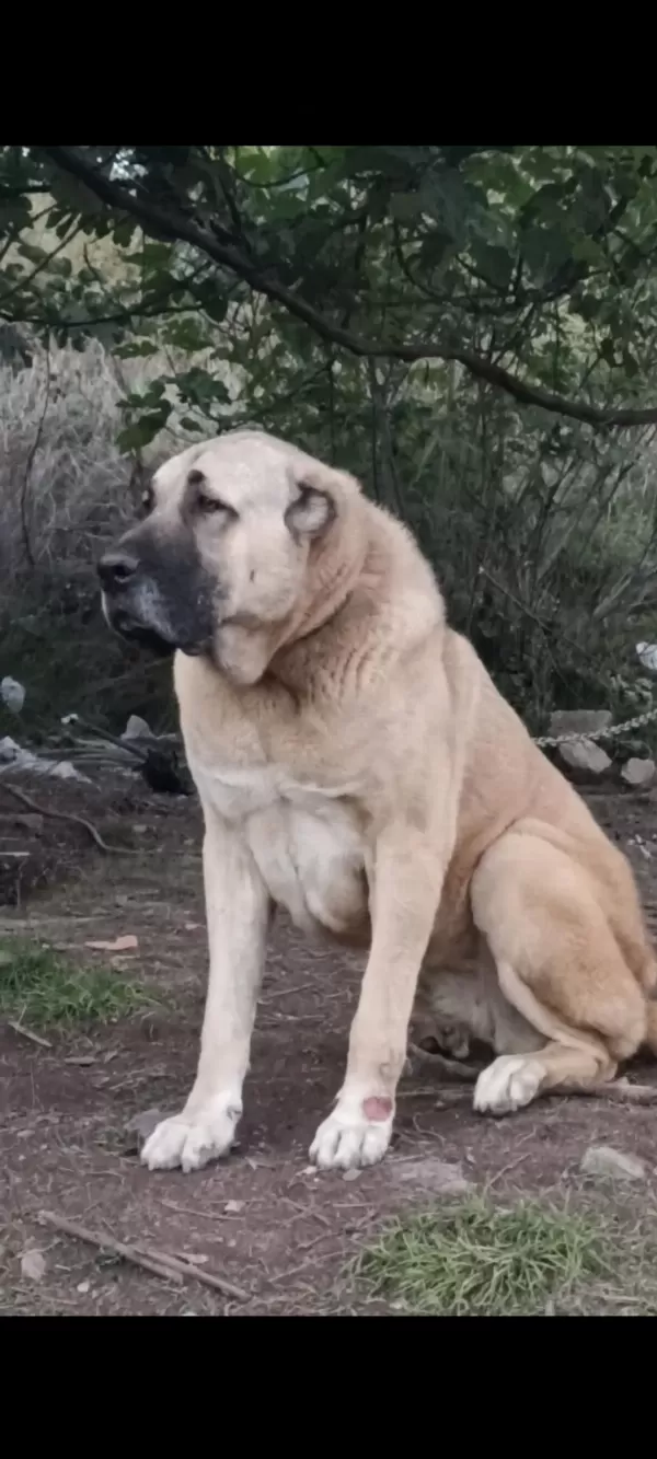Harika Dişi Çoban Köpeği