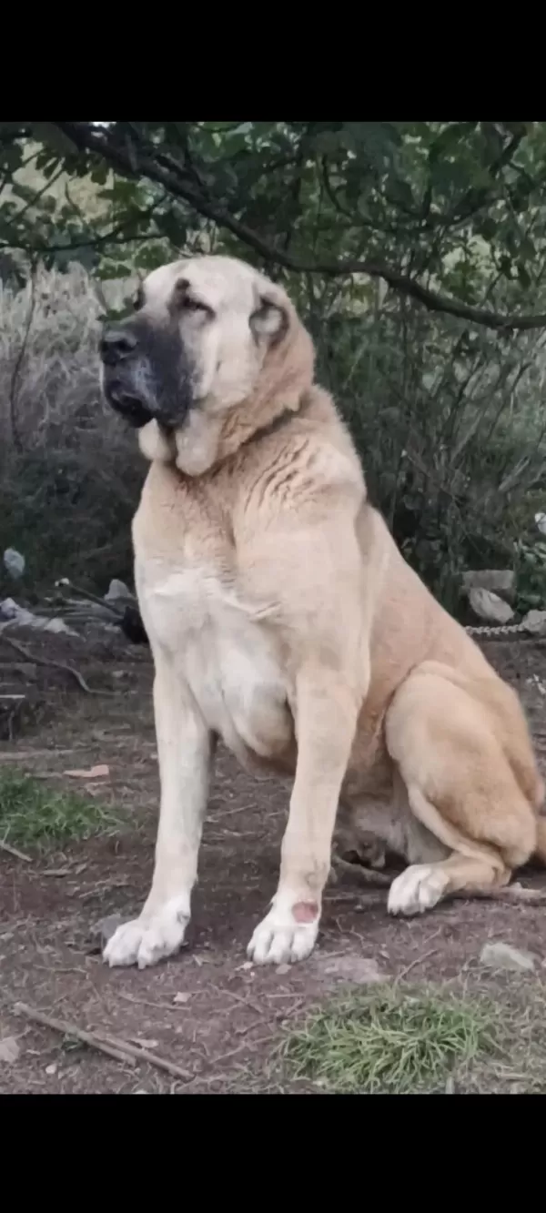 Harika Dişi Çoban Köpeği