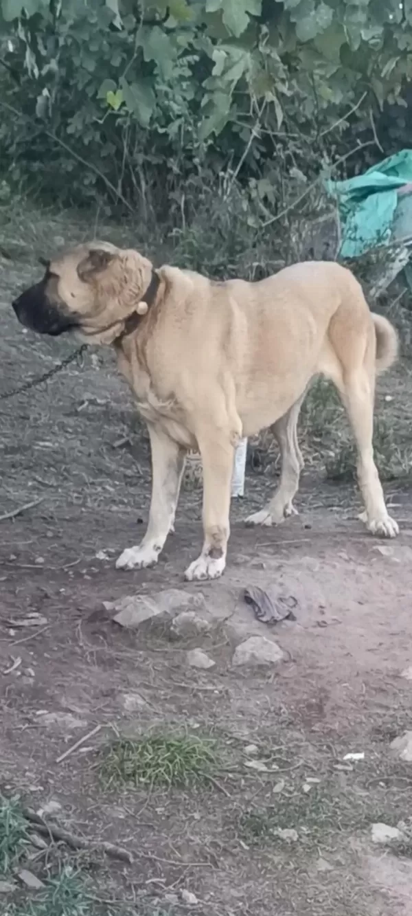Harika Dişi Çoban Köpeği