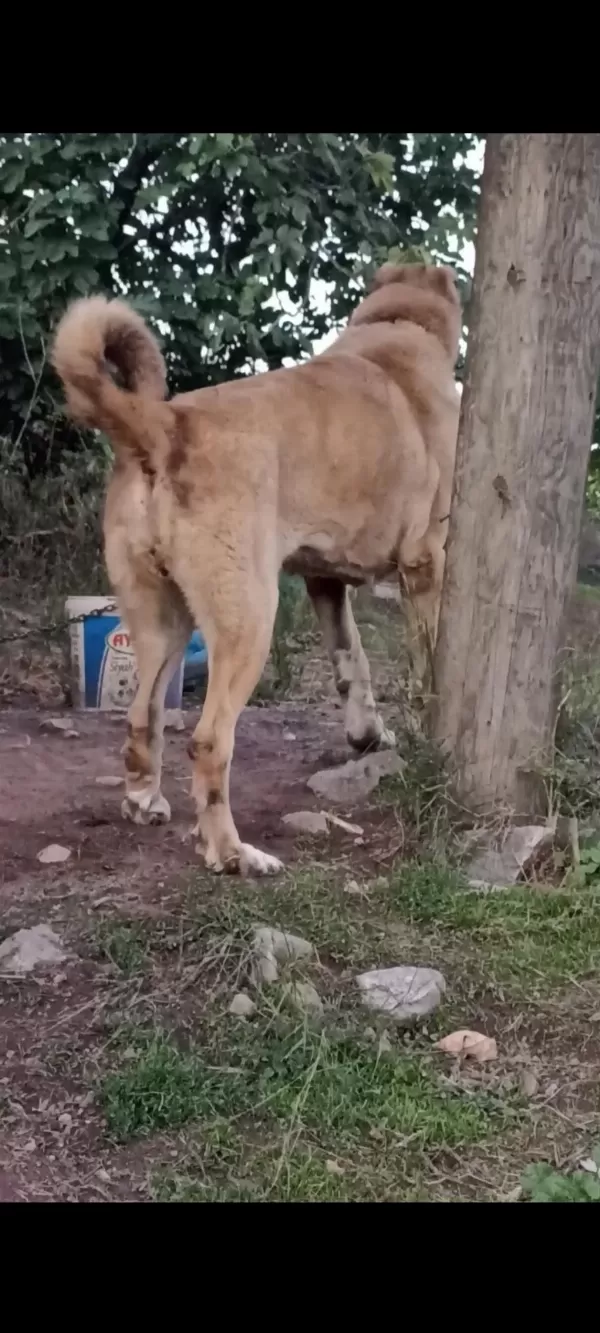 Harika Dişi Çoban Köpeği