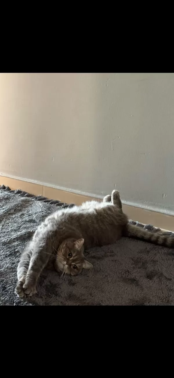 Erkek Ve Disi Kediler