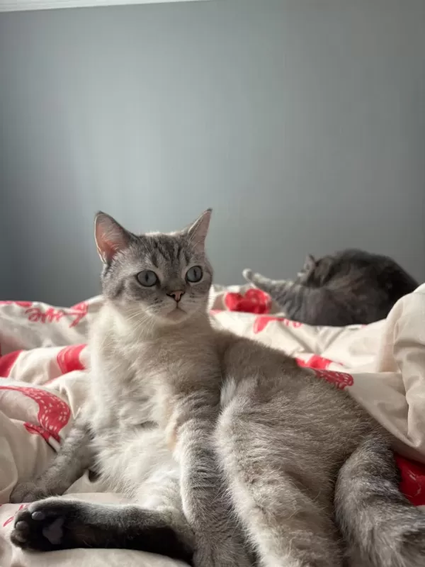 Erkek Ve Disi Kediler