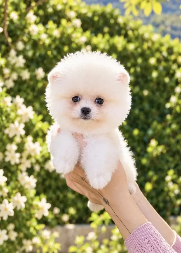 Kusursuz Karbeyaz Pomeranian Boo