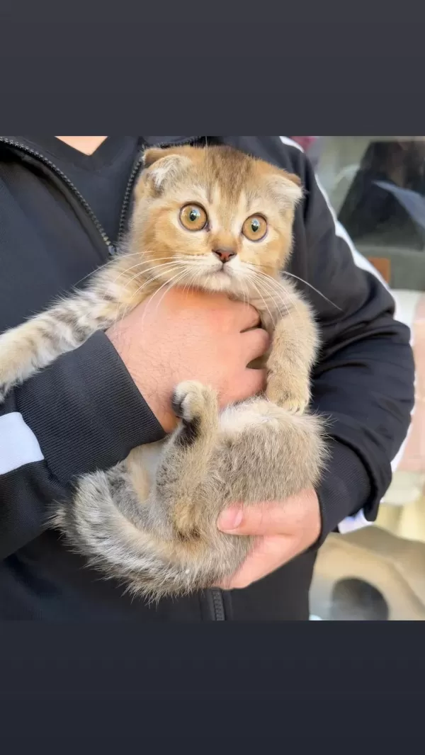 Scottish Fold Dişi Golden