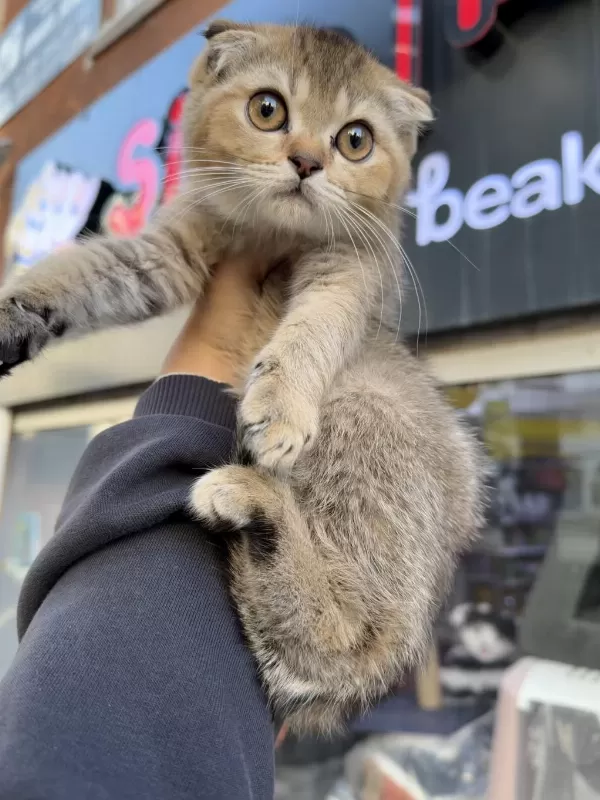 Scottish Fold Dişi Golden