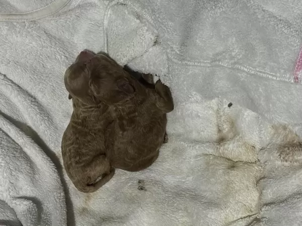 Bal Kızımın Poodle Yavruları