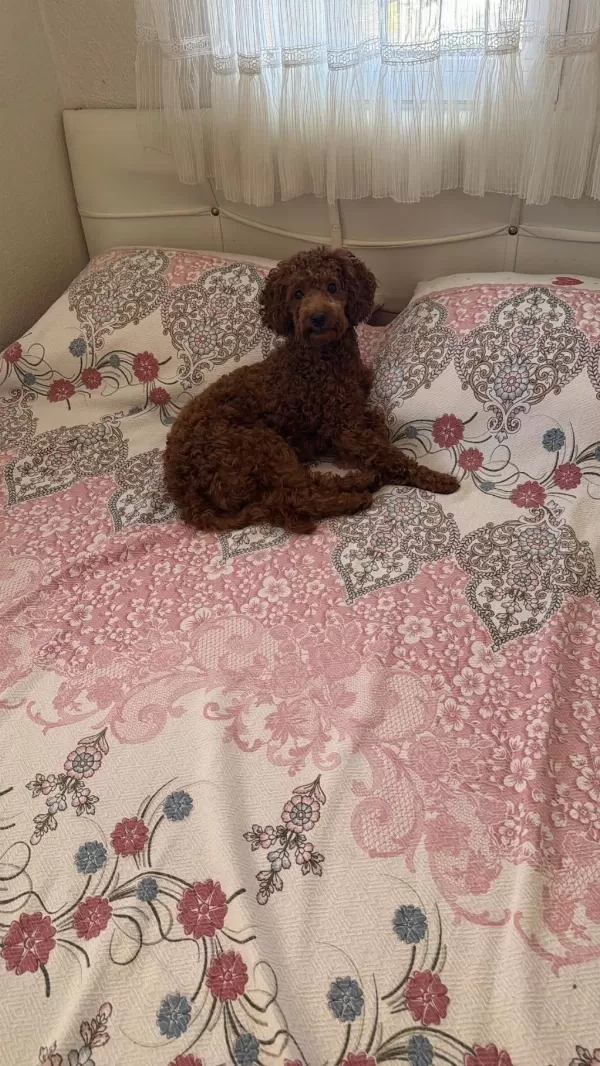 Bal Kızımın Poodle Yavruları