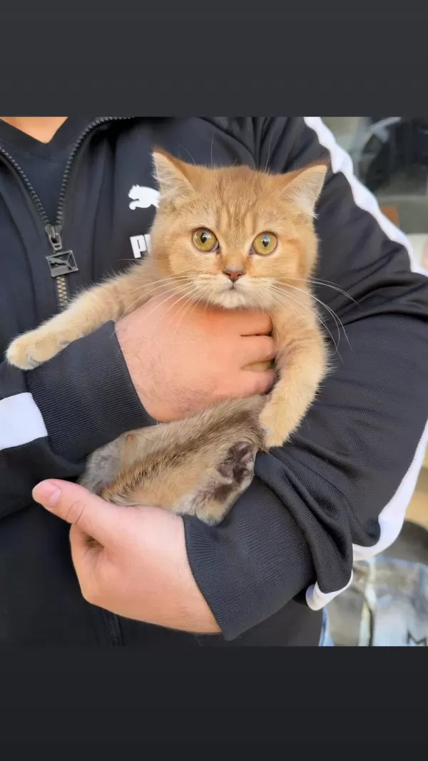 British Shorthair Golden Kardeş Dişi Bebekler