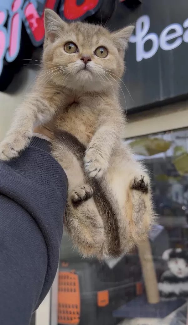 British Shorthair Golden Kardeş Dişi Bebekler