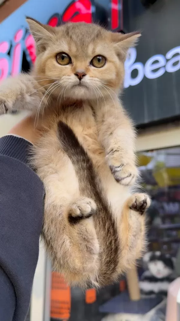 British Shorthair Golden Kardeş Dişi Bebekler