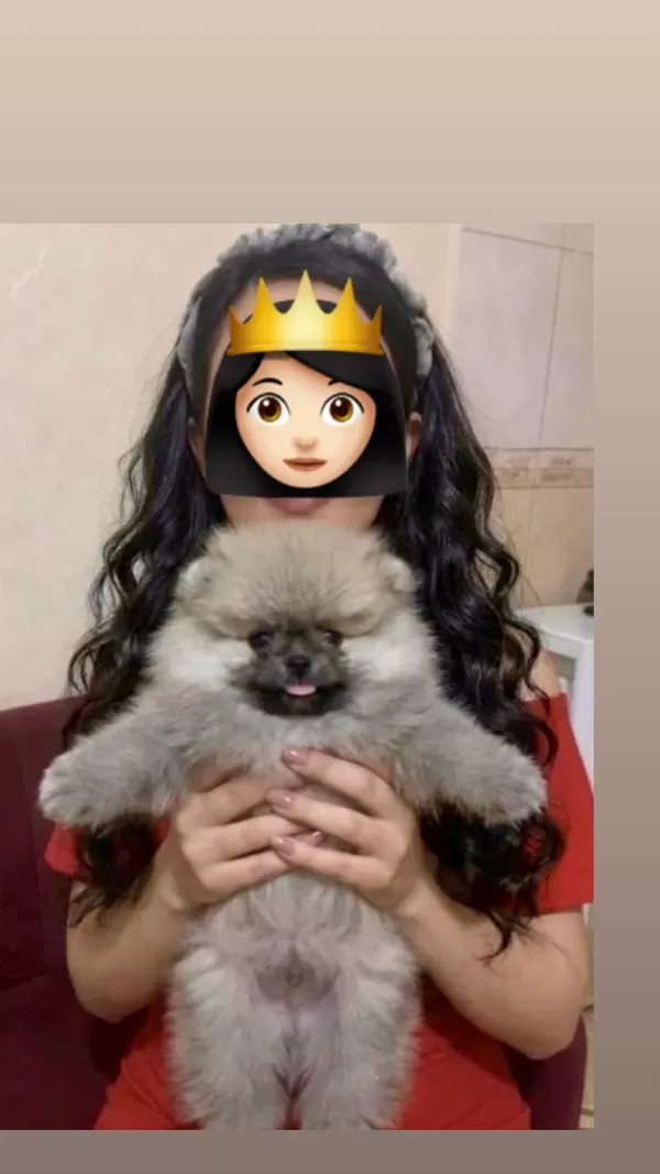 Pomeranian Boo Üst Kalite Teddy Bear Erkek